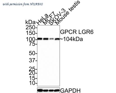 HUABIO HA721370 image 1