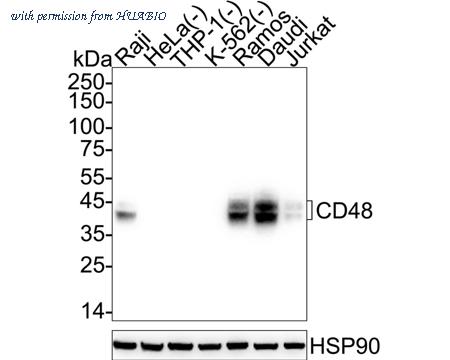 HUABIO HA721371 image 1