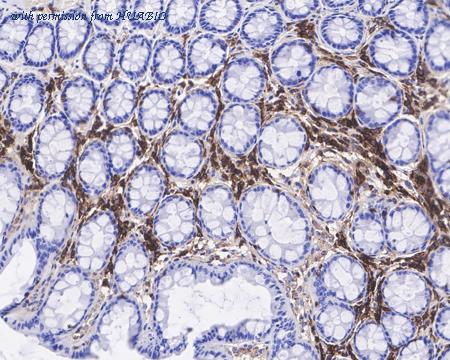 HUABIO HA721371 image 2