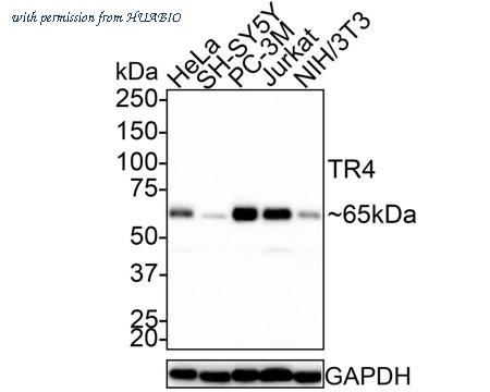 HUABIO HA721372 image 1