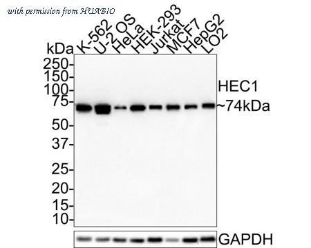 HUABIO HA721395 image 1