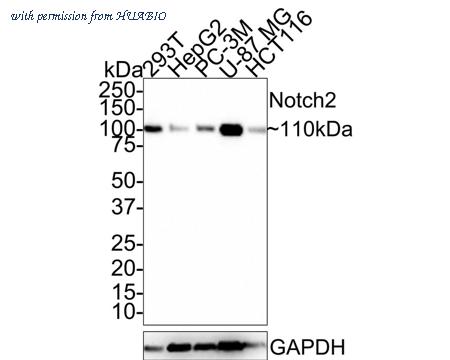 HUABIO HA721402 image 1