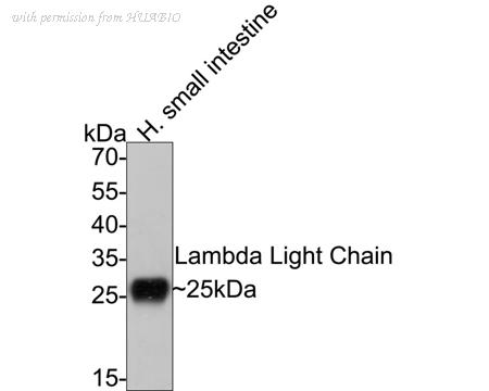 HUABIO HA721414 image 1