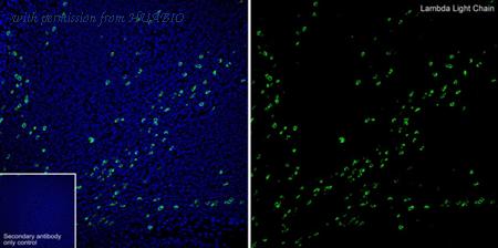 HUABIO HA721414 image 3