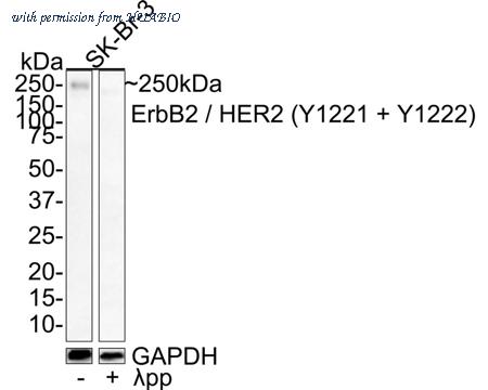 HUABIO HA721433 image 1