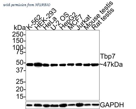 HUABIO HA721435 image 1