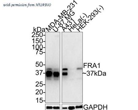 HUABIO HA721447 image 1