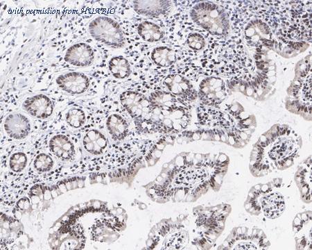 HUABIO HA721447 image 3