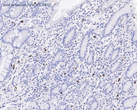 HUABIO HA721459 image 2