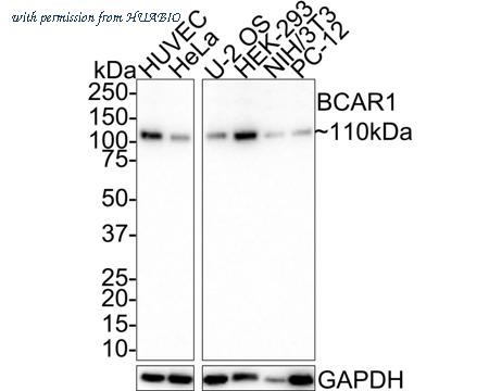 HUABIO HA721465 image 1