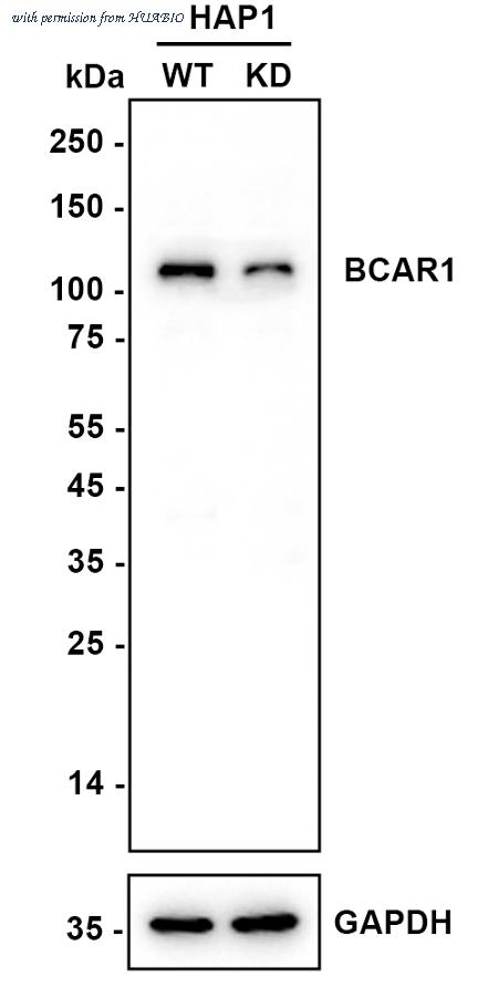 HUABIO HA721465 image 2