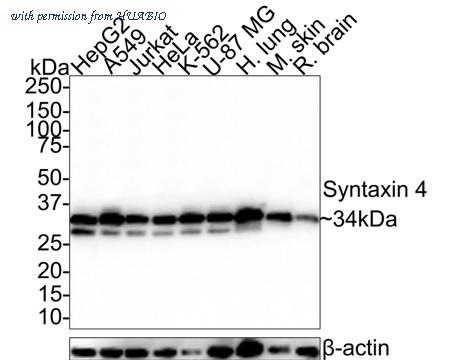 HUABIO HA721467 image 1