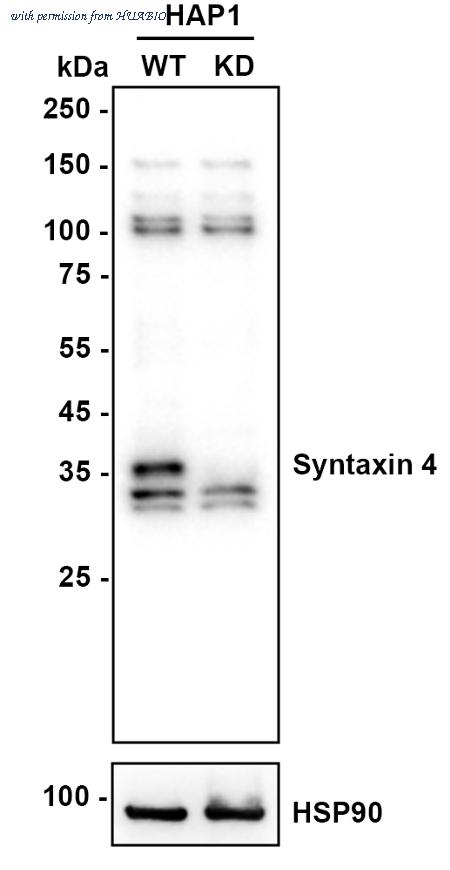 HUABIO HA721467 image 2