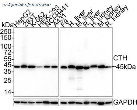 HUABIO HA721468 image 1