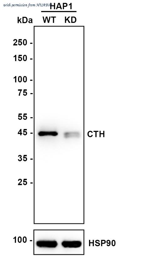 HUABIO HA721468 image 3