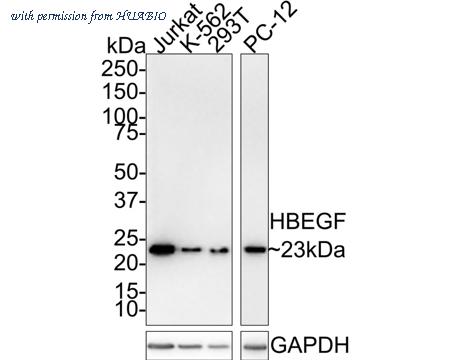 HUABIO HA721470 image 1