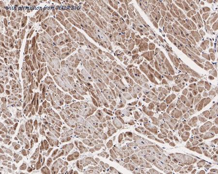 HUABIO HA721470 image 2