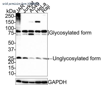 HUABIO HA721475 image 1