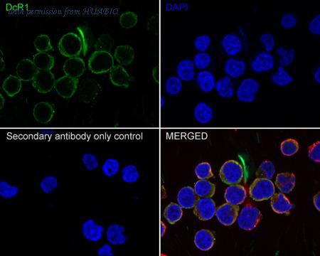 HUABIO HA721475 image 2