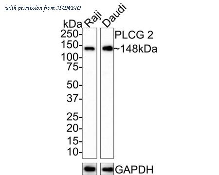 HUABIO HA721477 image 1