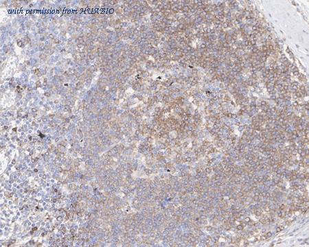 HUABIO HA721477 image 2