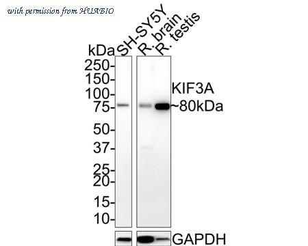 HUABIO HA721478 image 1