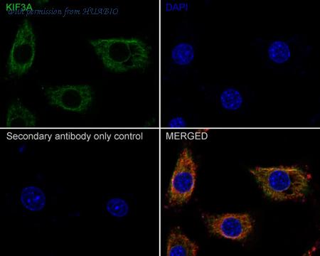 HUABIO HA721478 image 3