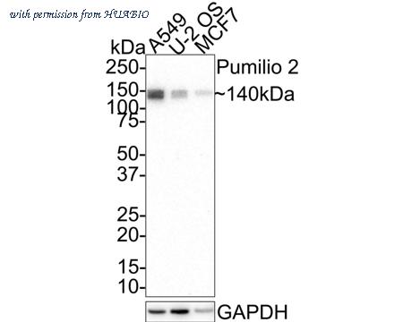 HUABIO HA721486 image 1