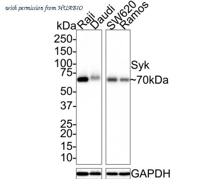 HUABIO HA721494 image 1
