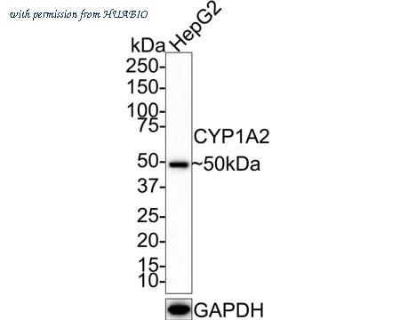 HUABIO HA721495 image 1