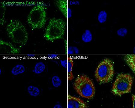 HUABIO HA721495 image 2