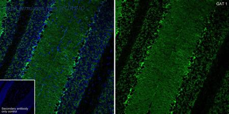 HUABIO HA721496 image 1