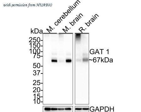 HUABIO HA721496 image 2