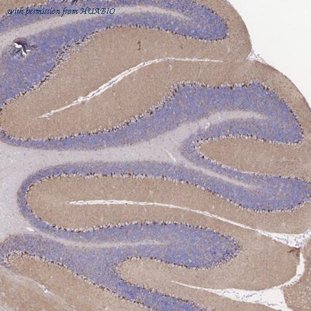 HUABIO HA721496 image 3