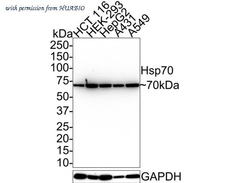 HUABIO HA721497 image 1