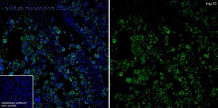 HUABIO HA721497 image 2