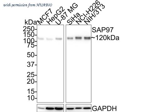 HUABIO HA721502 image 1