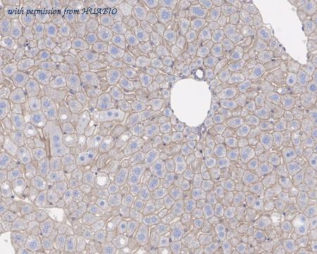 HUABIO HA721502 image 3