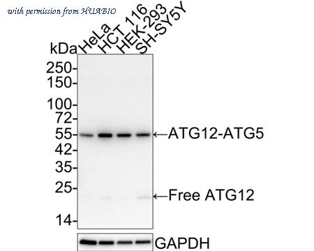 HUABIO HA721504 image 1