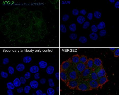 HUABIO HA721504 image 2