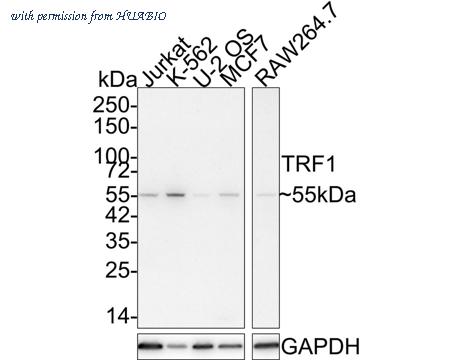 HUABIO HA721505 image 1