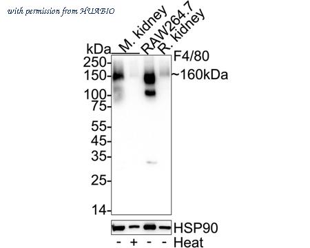 HUABIO HA721520 image 1