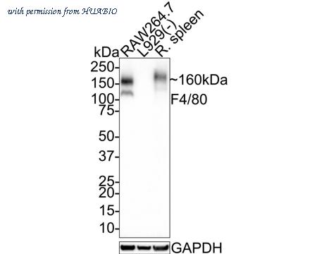 HUABIO HA721520 image 2
