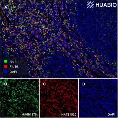 HUABIO HA721520 image 3