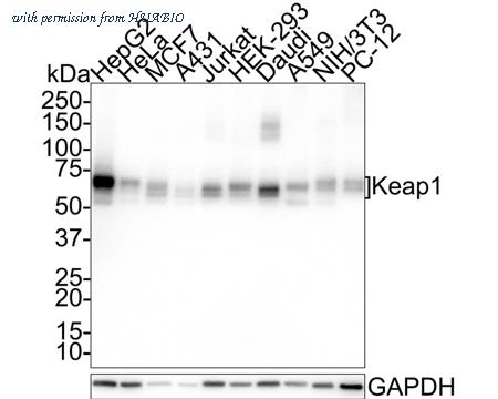 HUABIO HA721525 image 1