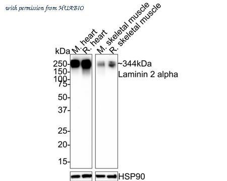 HUABIO HA721532 image 1