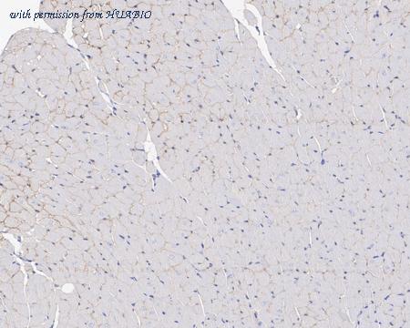 HUABIO HA721532 image 3