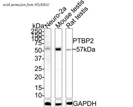 HUABIO HA721549 image 1