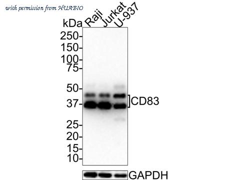 HUABIO HA721556 image 1