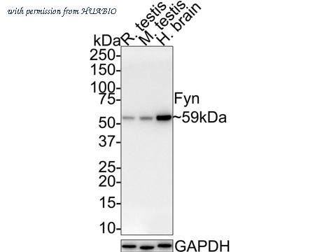 HUABIO HA721577 image 1